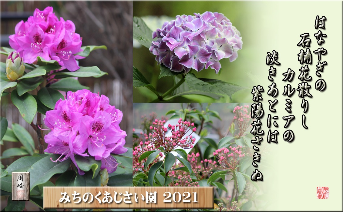 梅→桜→石楠花→カルミア→紫陽花